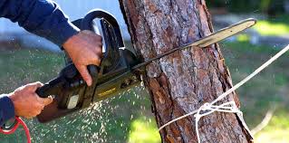 How Our Tree Care Process Works  in  Leola, PA