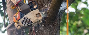 Best Stump Grinding and Removal  in Leola, PA