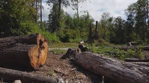 Best Firewood Processing and Delivery  in Leola, PA