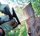 Best Tree Trimming and Pruning  in Leola, PA