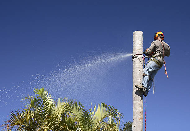 Best Pest Control for Lawns  in Leola, PA
