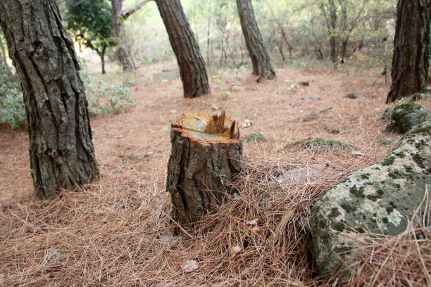Best Tree Preservation Services  in Leola, PA