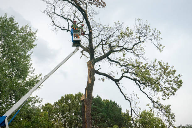 Best Palm Tree Trimming  in Leola, PA