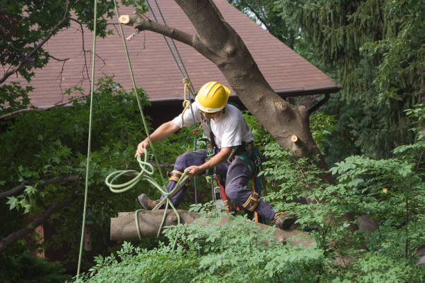Trusted Leola, PA Tree Care Experts