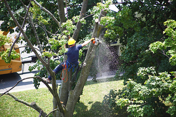 Best Tree Maintenance Programs  in Leola, PA
