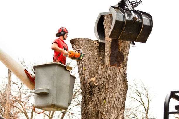 Best Tree Removal  in Leola, PA