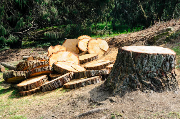  Leola, PA Tree Care Pros